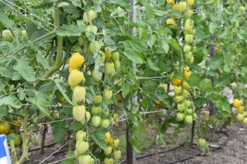 image of cherry tomatoes on the vine