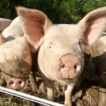a close up photo showing pigs in a field.