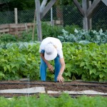 Worker with hat on in garden
