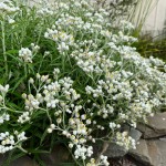 Pearly everlasting flowering with white blooms