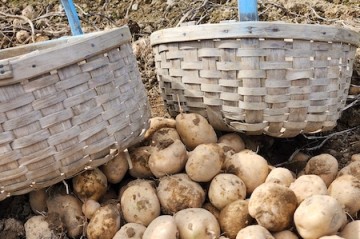 Potatoes and baskets in field