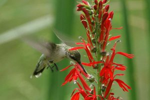 Ruby-Throated Hummingbird at Cardinal Flower
