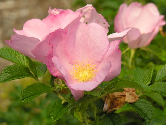 Beach Rose (Rosa Rugosa) - Signs of the Seasons: A New England ...