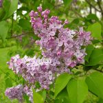 Common lilac