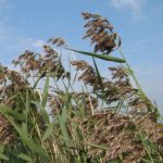 Common reed