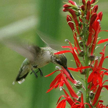 Indicator Species - Signs of the Seasons: A New England Phenology ...