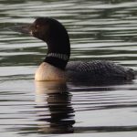 loon