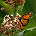 Monarch butterfly on milkweed flower