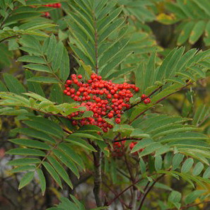 Mountain ash tree with berries
