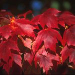 leaves of Red Maple tree