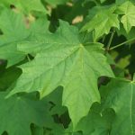 sugar maple leaves