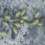 rockweed flowers: smooth inflated receptacles