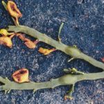 rockweed definitions: torn receptacles