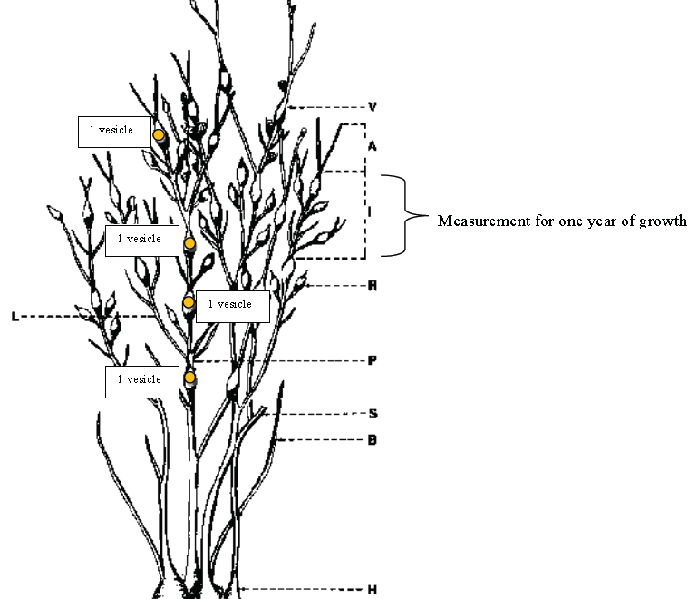 illustration showing rockweed vesicles and measurement for 1 year of growth