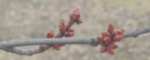 Breaking flower buds on Red Maple