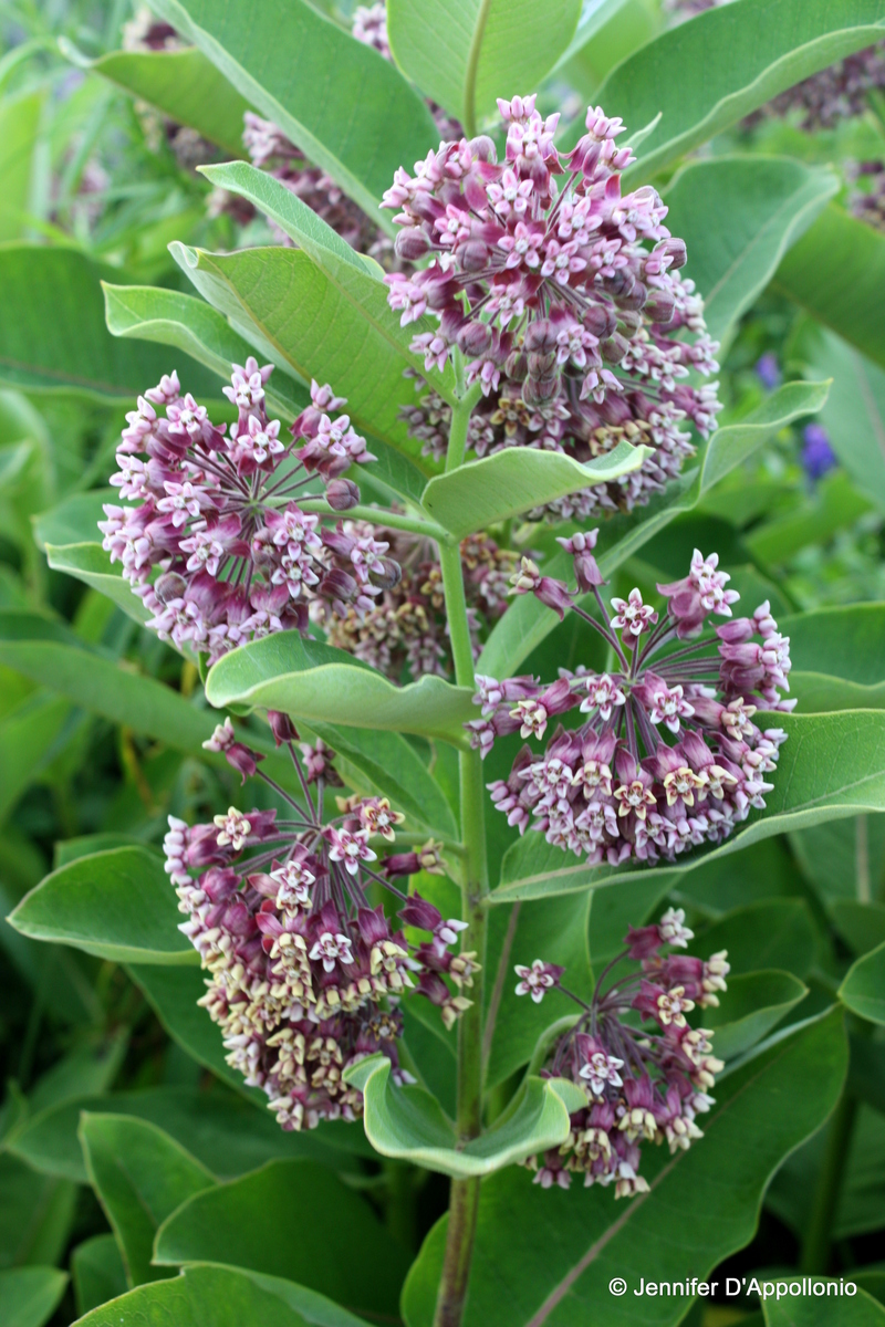 Common Milkweed Fact Sheet - Signs of the Seasons: A New England
