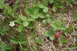 Wild strawberry leaves, flowers and fruit.