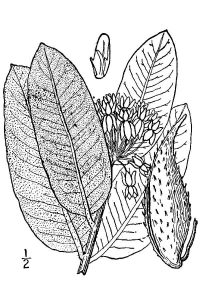 Illustration of leaves, flowers and seeds of common milkweed