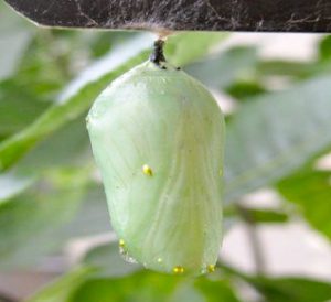 Newly formed chrysalis