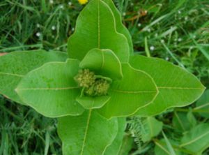 early flower growth of milkweed