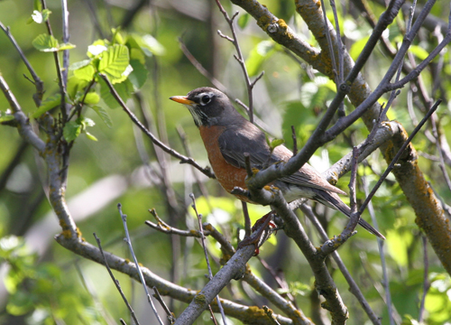 Robin, Migration, Diet & Habitat