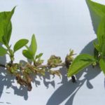 Forsythia leaves
