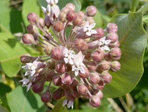 Common milkweed inflorescence with some open flowers