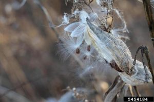 Common milkweed seed pod releasing seeds