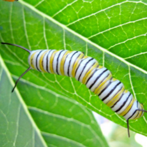 Monarch caterpillar on Milkweed