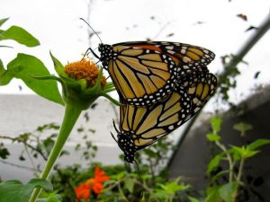Monarch pair mating