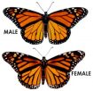 Monarch Butterfly Fact Sheet - Signs of the Seasons: A New England ...