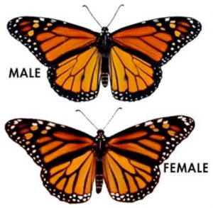 Male and female monarch butterflies