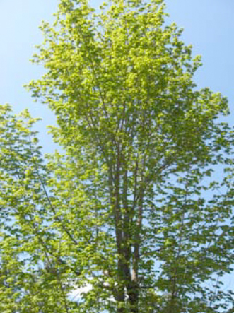 Eastern White Pine Phenophase Definitions - Signs of the Seasons: A New  England Phenology Program - University of Maine Cooperative Extension