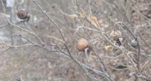 Beach rose hips in late fall/winter