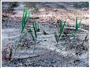Shoots Growing from Nodes Image source: Ohio State Weed Lab Archive, Ohio State University