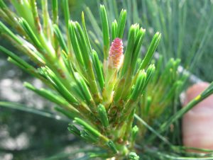 Eastern White Pine Phenophase Definitions - Signs of the Seasons: A New  England Phenology Program - University of Maine Cooperative Extension