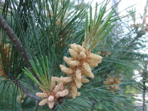 male pine cones