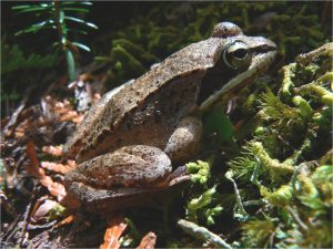 Adult Wood Frog Image source: A. Shearin, Maine Department of Inland Fisheries and Wildlife