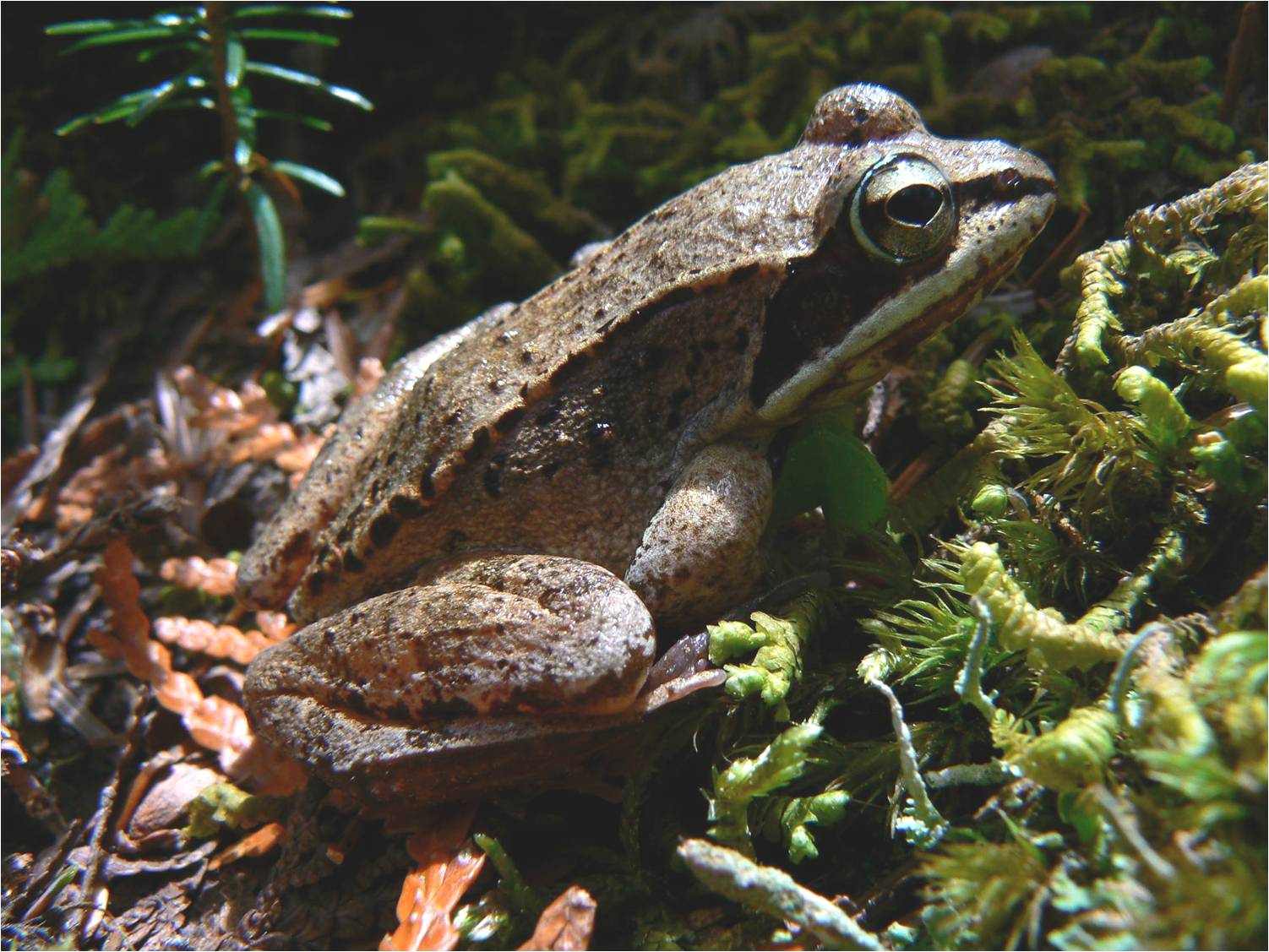 A Wood Frog, Blog