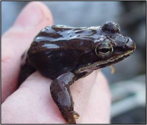 Adult Wood Frog Image source: A. Shearin, Maine Department of Inland Fisheries and Wildlife