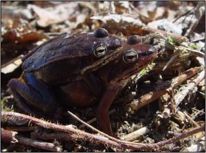 Mating Wood Frogs Image source: A. Shearin, Maine Department of Inland Fisheries and Wildlife