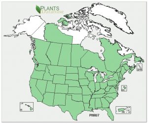 Distribution of Common Reed in North America