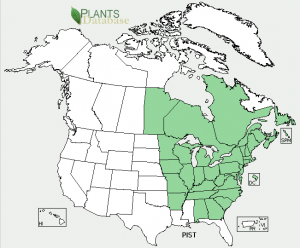 White Pine distribution map
