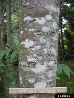 Mountain ash bark