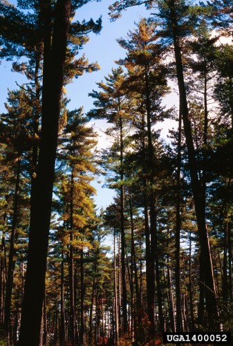 Eastern White Pine Fact Sheet - Signs of the Seasons: A New England  Phenology Program - University of Maine Cooperative Extension