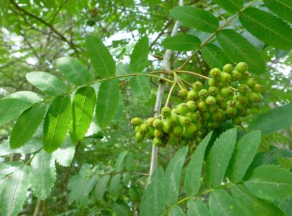 American Mountain Ash Fact Sheet - Signs of the Seasons: A New England ...