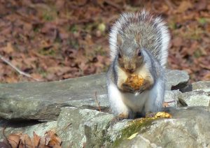squirrel feeding on an apple