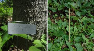 aluminum plant tags and wooden stakes mark plants