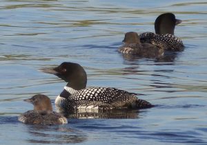 2 adult loons and 2 baby loons