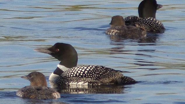 2 adult loons and 2 baby loons